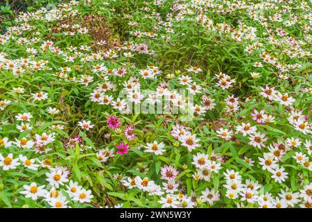 Zinnia x marylandica 'ZAHARA STARLIGHT ROSE' Banque D'Images