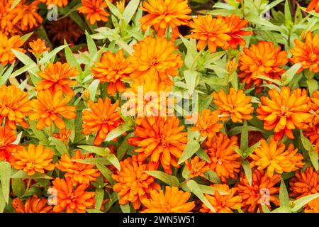 Zinnia x marylandica 'ZAHARA DOUBLE FEU' Banque D'Images