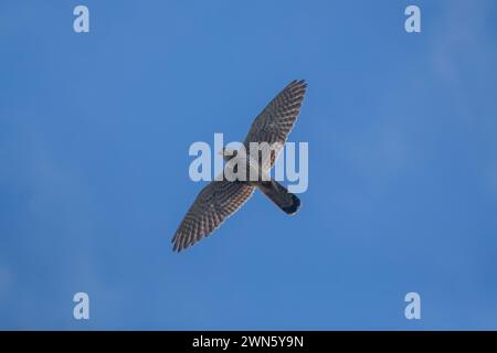 Une crécerelle planant dans le ciel par une journée lumineuse dans un endroit pittoresque Banque D'Images