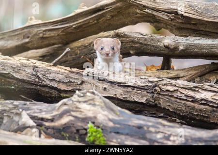 Un mignon Weasel jetant un coup d'œil à travers des bûches de bois dans une forêt Banque D'Images