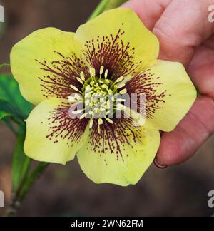 Helleborus hybridus Harvington « jaune moucheté » Banque D'Images