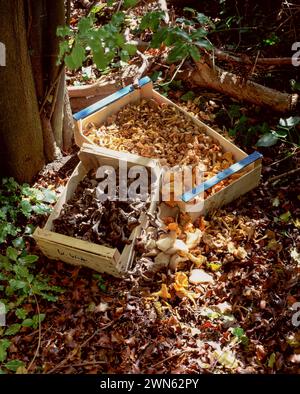 Champignons sauvages cueillis dans les bois, panier plein de champignons fraîchement cueillis debout dans la forêt Banque D'Images