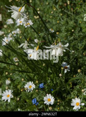 Narcissus Thalia, Anthemis cupaniana et myosotis bleue Banque D'Images