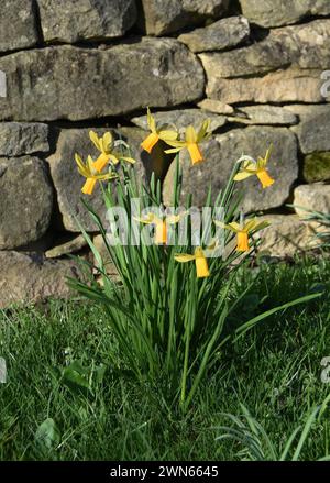 Narcissus ‘Jetfire’ Banque D'Images