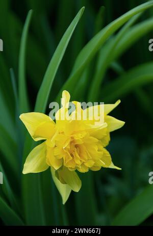 Narcisse 'Van Sion' également connu sous le nom de jonquille de chou de Guernesey ici vu avec une toile de fond de feuilles d'Hemerocallis Banque D'Images