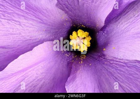 Hibiscus indigène australien isolé (Alyogyne huegelii) montrant des parties reproductrices Banque D'Images