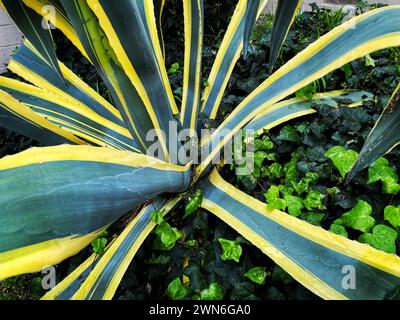 Agave americana var. Marginata, également connu sous le nom de plante du siècle, maguey, ou aloès américain Banque D'Images