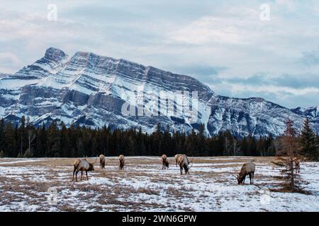 Troupeau de wapitis de montagne sauvage en pâturage dans le parc national Banff, Alberta, Canada, avec Rundle Mountain en arrière-plan. Banque D'Images