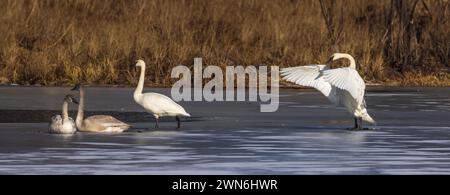 Cygnes trompettistes un après-midi de février dans le nord du Wisconsin. Banque D'Images