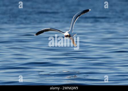 Un grand goéland à dos noir volant au-dessus de l'eau de mer avec des prises fraîches de cusk dans l'océan Arctique dans le nord de la Norvège. Banque D'Images