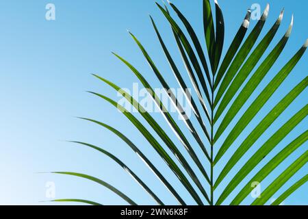 Feuilles de palmier dans un ciel bleu clair. Fond de dimanche d'été, tropical et palmier. Banque D'Images