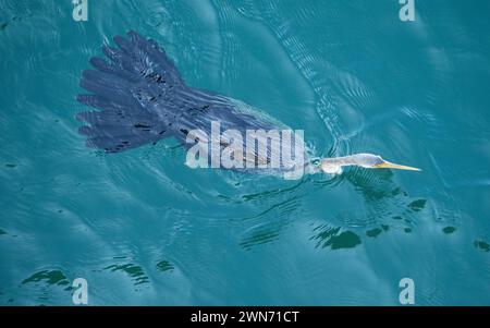 Oiseau Darter australasien nageant dans l'eau de mer Blue Harbour, plumes de queue en éventail, d'en haut Banque D'Images