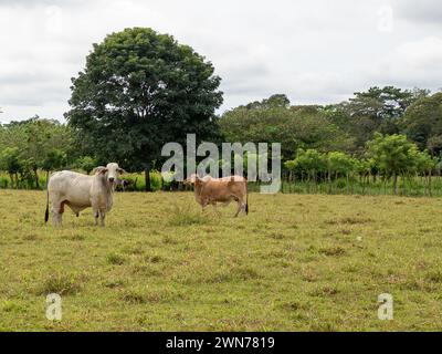 Vaches dans les pâturages ouverts au Panama Banque D'Images