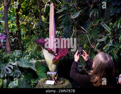 San Francisco, États-Unis. 29 février 2024. Les gens regardent un Amorphophallus titanum fleuri, également connu sous le nom de « fleur de cadavre », à l'Académie des sciences de Californie à San Francisco, Californie, États-Unis, le 29 février 2024. Amorphophallus titanum, également connu sous le nom de « fleur de cadavre », obtient le nom désagréable pour l'odeur nauséabonde qu'il émet lors de la floraison. La putréfaction a été comparée à la chair pourrie. Crédit : Li Jianguo/Xinhua/Alamy Live News Banque D'Images