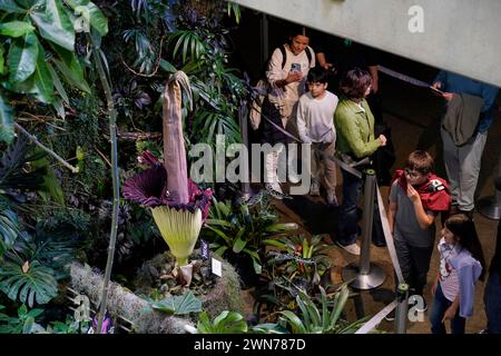 San Francisco, États-Unis. 29 février 2024. Les gens regardent un Amorphophallus titanum fleuri, également connu sous le nom de « fleur de cadavre », à l'Académie des sciences de Californie à San Francisco, Californie, États-Unis, le 29 février 2024. Amorphophallus titanum, également connu sous le nom de « fleur de cadavre », obtient le nom désagréable pour l'odeur nauséabonde qu'il émet lors de la floraison. La putréfaction a été comparée à la chair pourrie. Crédit : Li Jianguo/Xinhua/Alamy Live News Banque D'Images