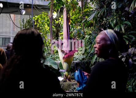 San Francisco, États-Unis. 29 février 2024. Les gens regardent un Amorphophallus titanum fleuri, également connu sous le nom de « fleur de cadavre », à l'Académie des sciences de Californie à San Francisco, Californie, États-Unis, le 29 février 2024. Amorphophallus titanum, également connu sous le nom de « fleur de cadavre », obtient le nom désagréable pour l'odeur nauséabonde qu'il émet lors de la floraison. La putréfaction a été comparée à la chair pourrie. Crédit : Li Jianguo/Xinhua/Alamy Live News Banque D'Images
