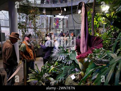 San Francisco, États-Unis. 29 février 2024. Les gens regardent un Amorphophallus titanum fleuri, également connu sous le nom de « fleur de cadavre », à l'Académie des sciences de Californie à San Francisco, Californie, États-Unis, le 29 février 2024. Amorphophallus titanum, également connu sous le nom de « fleur de cadavre », obtient le nom désagréable pour l'odeur nauséabonde qu'il émet lors de la floraison. La putréfaction a été comparée à la chair pourrie. Crédit : Li Jianguo/Xinhua/Alamy Live News Banque D'Images