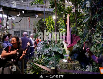 San Francisco, États-Unis. 29 février 2024. Les gens regardent un Amorphophallus titanum fleuri, également connu sous le nom de « fleur de cadavre », à l'Académie des sciences de Californie à San Francisco, Californie, États-Unis, le 29 février 2024. Amorphophallus titanum, également connu sous le nom de « fleur de cadavre », obtient le nom désagréable pour l'odeur nauséabonde qu'il émet lors de la floraison. La putréfaction a été comparée à la chair pourrie. Crédit : Li Jianguo/Xinhua/Alamy Live News Banque D'Images