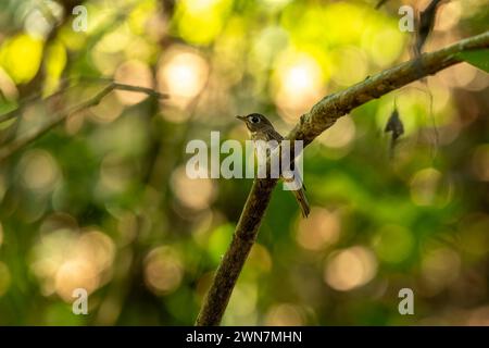 Découvrez le charme de la nature : l'adorable Flycatcher aux seins bruns capture Hearts avec son regard innocent. Banque D'Images