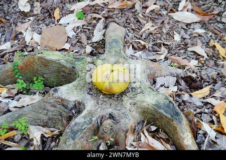 Fruit de pomme d'éléphant sur des souches d'arbre Banque D'Images