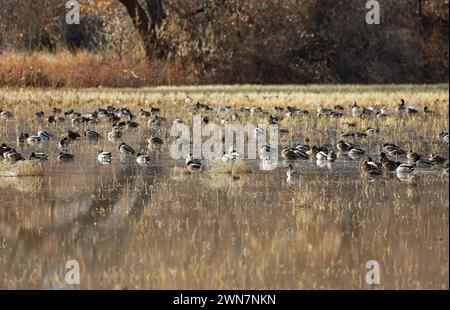 Canards sur les terres humides, Nouveau-Mexique Banque D'Images