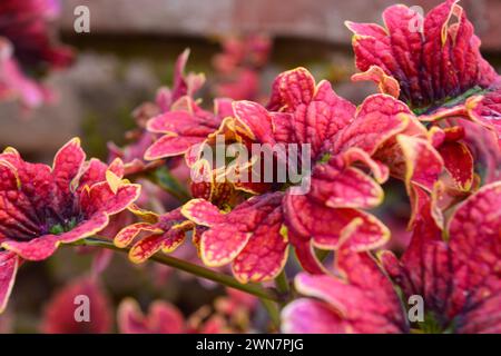 Gros plan de la plante rouge vif de 'Coleus atropurpureus Benth' Banque D'Images