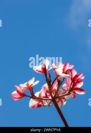 Fleurs, ciel et plante en plein air pour la nature, printemps et jardin dans l'environnement pour le bourgeon et la floraison pour les pétales. Plumeria, grandir et fleurir pour la saison Banque D'Images