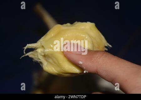 Gros plan photo du fruit durian « Durio zibethinus », roi musang, avec une chair jaune dorée épaisse et des fruits tropicaux Banque D'Images