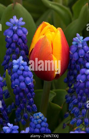 Kees Nelis tulip avec Blue Grape hyacinth, ampoule de sabots Co., Clackamas Comté (Oregon) Banque D'Images