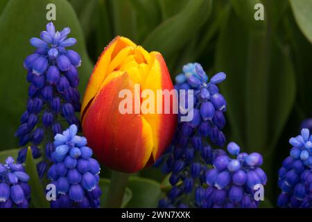 Kees Nelis tulip avec Blue Grape hyacinth, ampoule de sabots Co., Clackamas Comté (Oregon) Banque D'Images