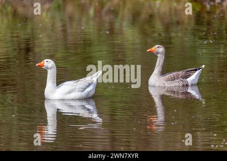 L'oie grise ou l'oie graylag (Anser anser), espèce de grande oie de la famille des oiseaux aquatiques Anatidae. Santuario del Oso de Anteojos, Département Cund Banque D'Images