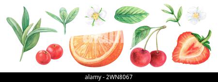 Illustration de dessin d'aquarelle de jeu de feuilles de fruits. Fraise orange cerise. Branche verte fruit aquarelle rameau fleur isolée sur blanc Banque D'Images