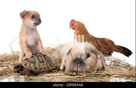 lapin, poulet, chihuahua et tortue devant fond blanc Banque D'Images