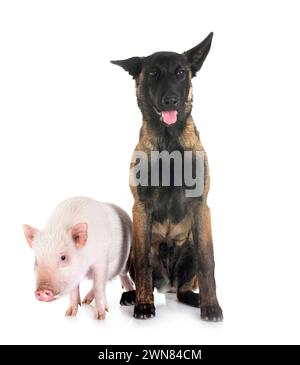 Jeune belge shepherd in front of white background Banque D'Images