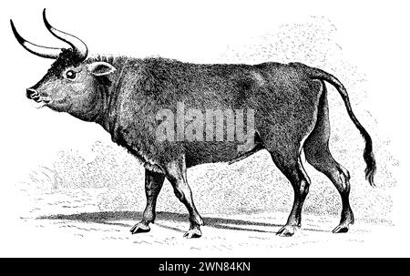 Aurochs, Bos primigenius, (livre agricole, 1912), Auerochse, aurochs Banque D'Images