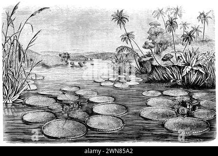 Nénuphar géant d'Amazone, image de paysage d'une baie de la rivière Amazone. Après Engler-Prantl, Victoria amazonica Syn. Victoria regia, (livre de botanique, CA. 1900), Victoria regia, Landschaftsbild aus einer Bucht des Amazonenstromes. Nach Engler-Prantl, Nénuphar géant d'Amazonie, paysage d'une baie du fleuve Amazone. D'après Engler-Prantl Banque D'Images