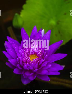 Gros plan vue verticale de lis d'eau bleu violet brillant roi de siam nymphaea fleur, bourgeon et feuille sur fond naturel Banque D'Images