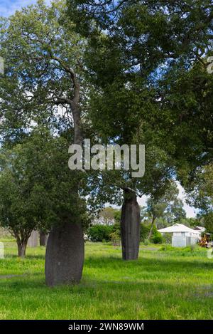 Arbre à bouteilles à larges feuilles Queensland Cracovie Queensland Australie Banque D'Images