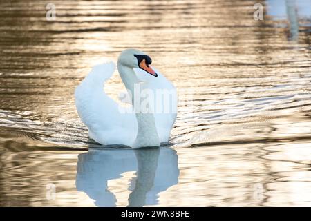 Gros plan du cygne muet nageant sur le Loch de Linlithgow, West Lothian, Écosse Banque D'Images