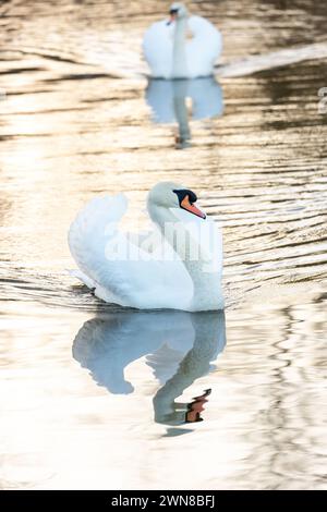 Gros plan du cygne muet nageant sur le Loch de Linlithgow, West Lothian, Écosse Banque D'Images