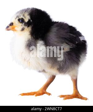 Isolé jeune poulet de la race Austerlorp isolé sur une photo. Banque D'Images