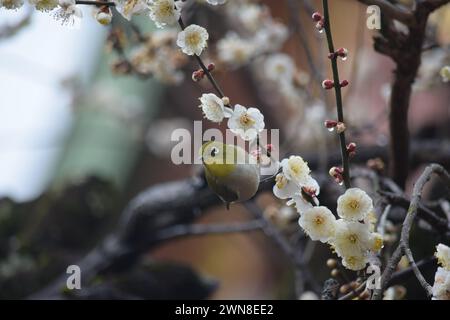 Yeux blancs perchés sur une branche de fleurs de pruniers au sanctuaire Kitano Tenmangu à Kyoto, au Japon. Les yeux blancs sont connus pour aimer le nectar de prune. Banque D'Images