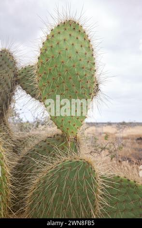 Gros plan photo d'Opuntia echios, mise au point sélective, île de Santa Cruz, Équateur. Banque D'Images