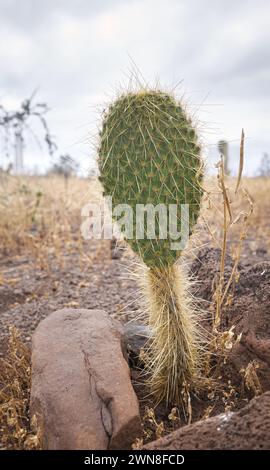 Gros plan photo d'Opuntia echios, mise au point sélective, île de Santa Cruz, Équateur. Banque D'Images