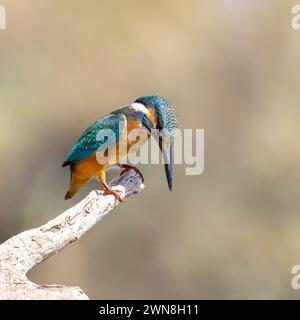 Martin pêcheur commun, Alcedo Atthis, Isola della Cona, Italie Banque D'Images