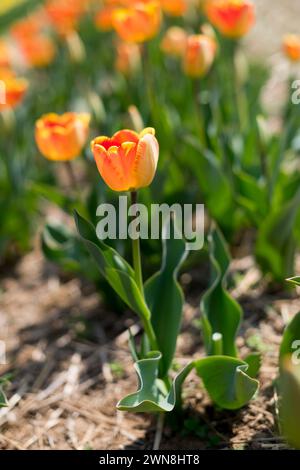 Gros plan d'une superbe tulipe orange dans un champ de tulipes, signifiant l'arrivée du printemps Banque D'Images