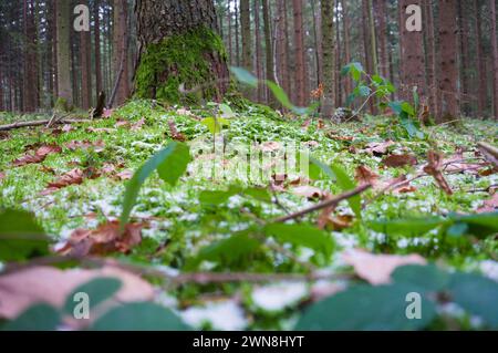 Vue rapprochée des feuilles avec des flocons de neige sur le sol de la forêt moussue Banque D'Images