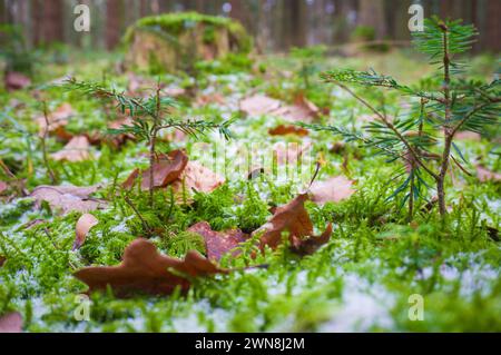 Vue rapprochée des semis de conifères et des feuilles brunes avec des flocons de neige sur le sol de la forêt moussue Banque D'Images