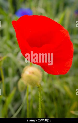 Fleur de pavot rouge fleurissant dans un champ de grains avec un fond vert doux. Banque D'Images