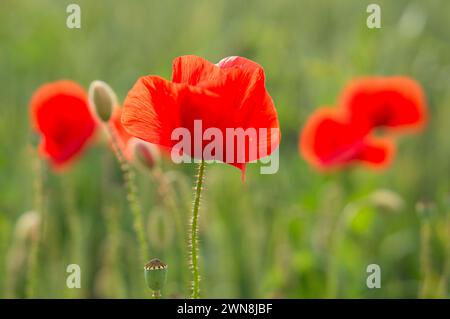 Fleurs de pavot rouge avec des capsules de graines fleurissant dans un champ de céréales avec un fond vert doux. Photographie originale. Banque D'Images